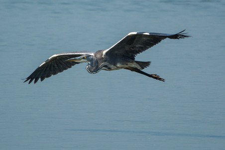 Blauwe reiger 1.jpg