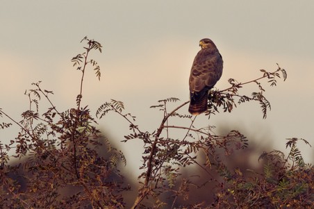 Buizerd avond.jpg