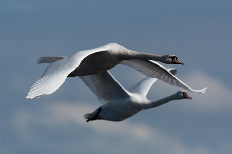 Duo zwanen in vlucht.jpg