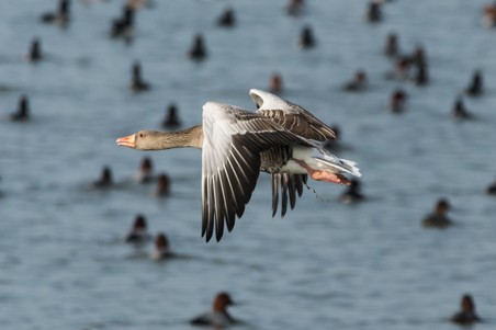 Grauwe gans 1.jpg