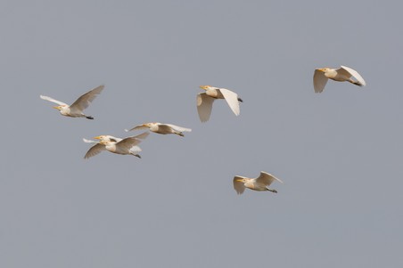 Koereigers in vlucht.jpg