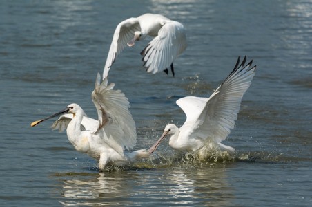 Lepelaars in gevecht.jpg