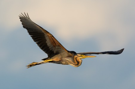 Purplereiger 1.jpg