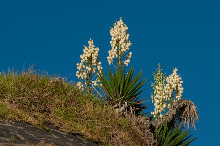 Rotsbloemen.jpg