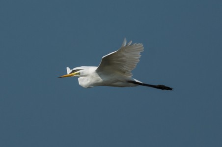 Zilverreiger 1.jpg